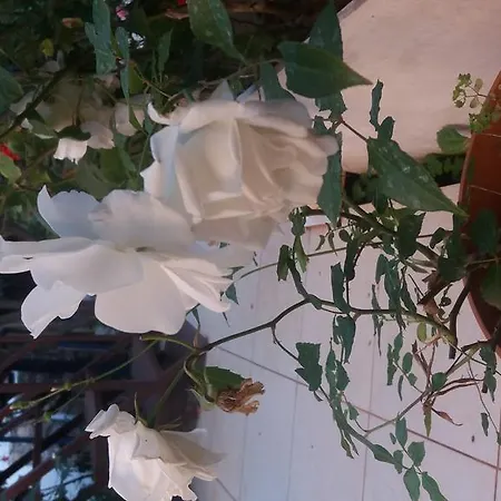 Konukevi Likya 2*